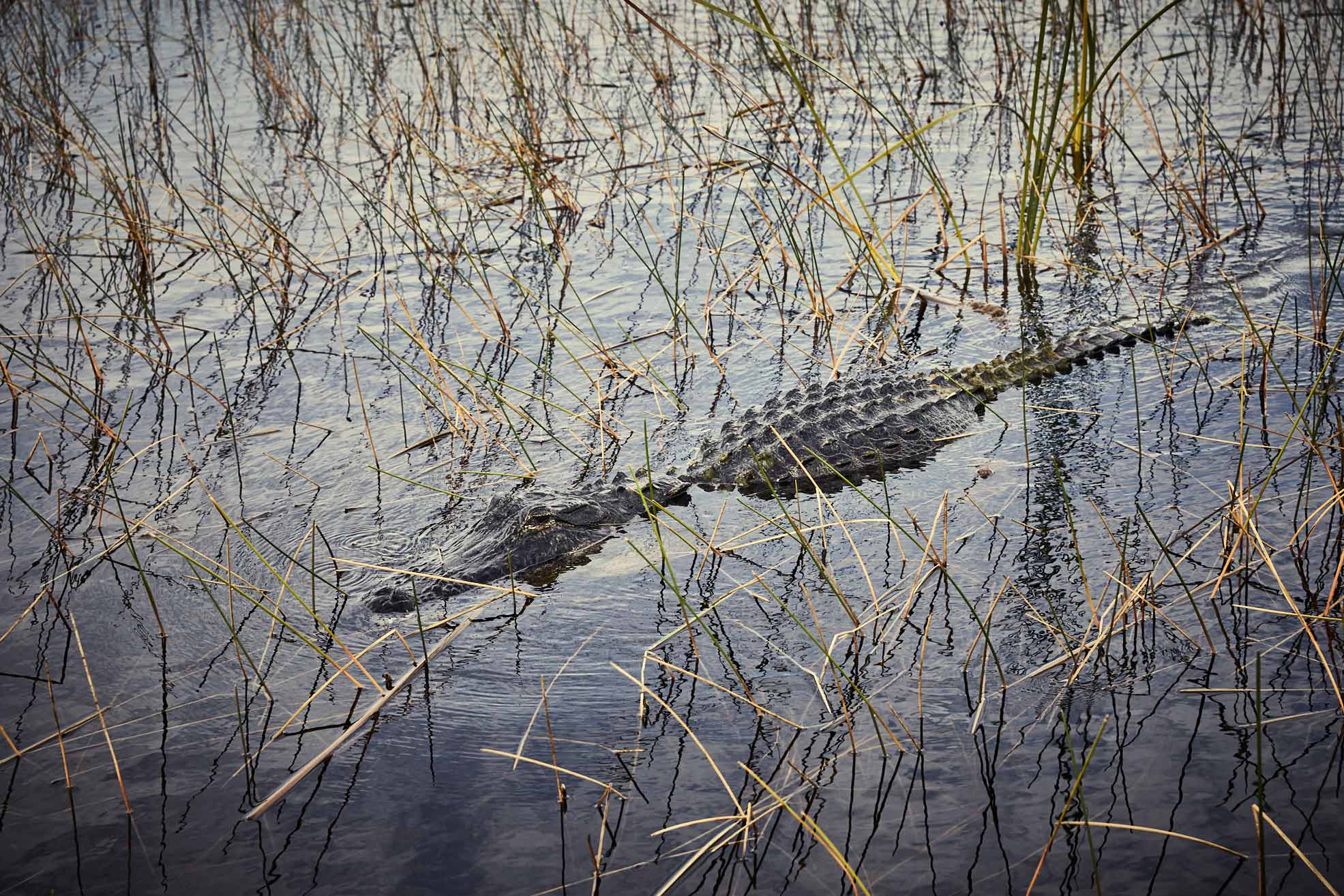 Everglades-033