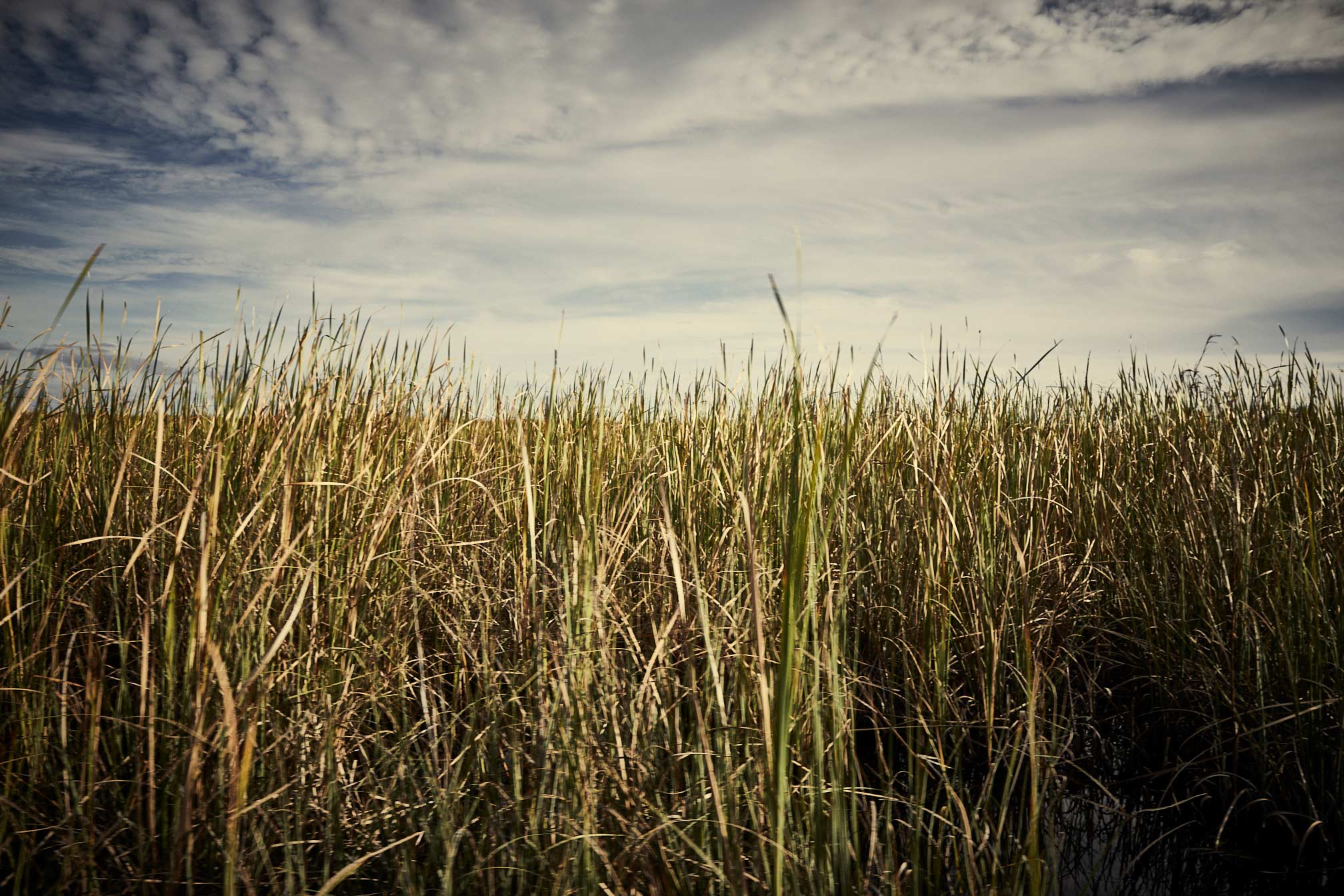 Everglades-123