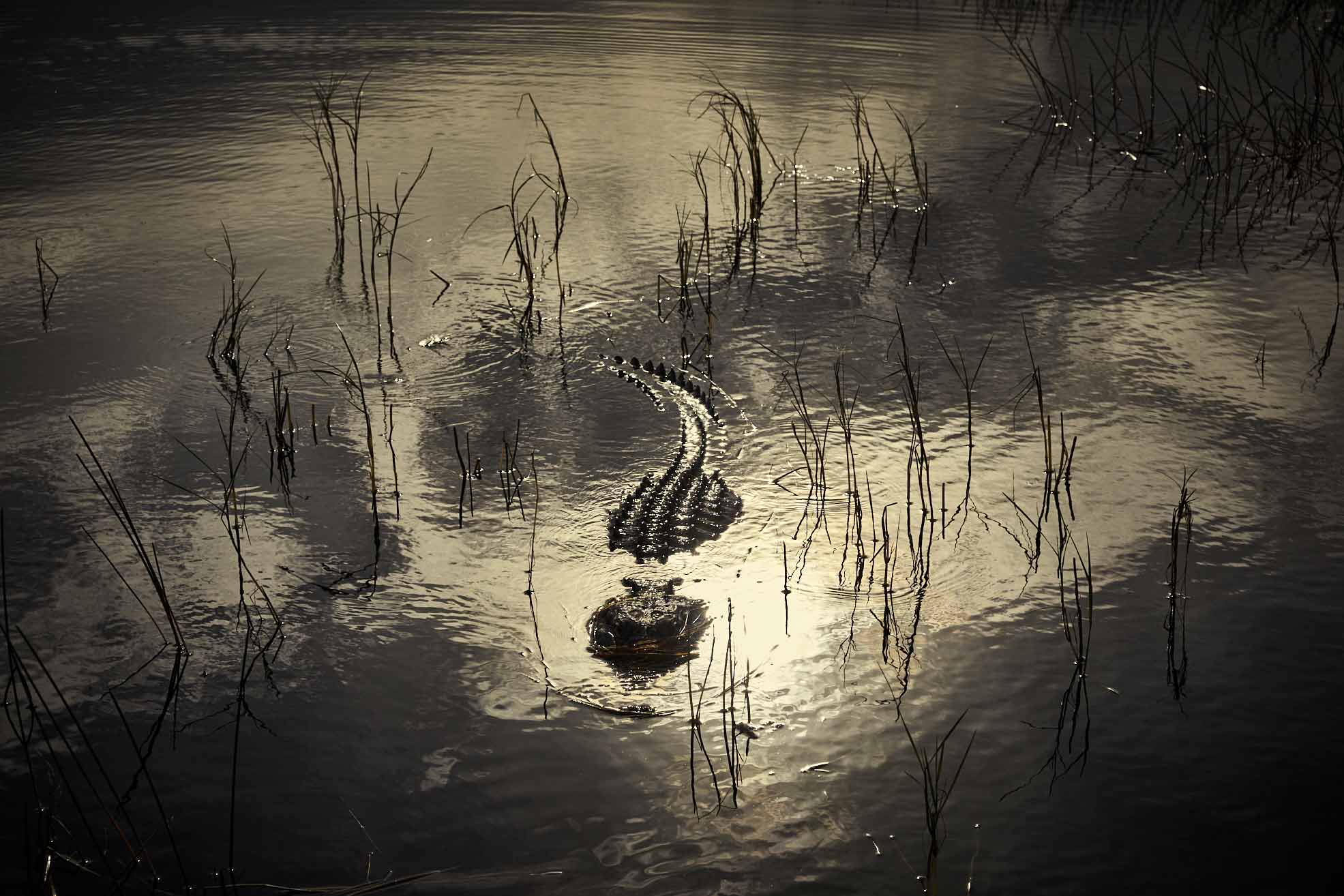 Everglades-183