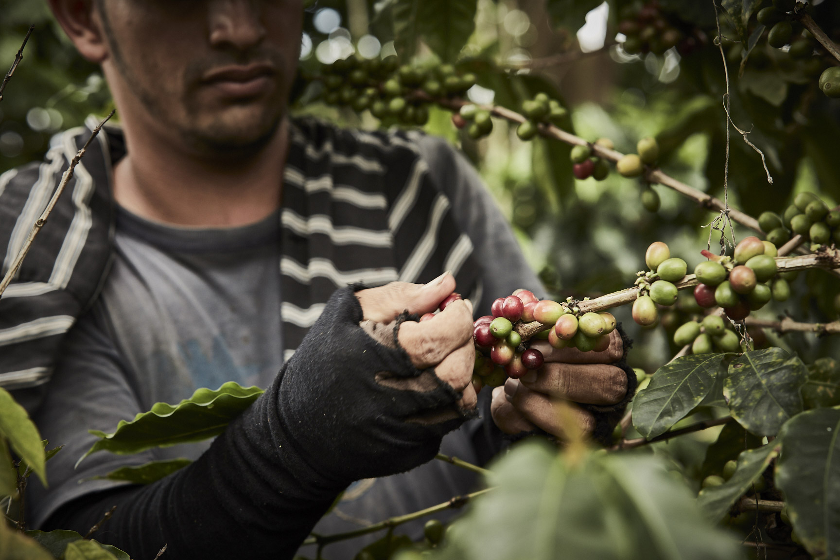Parks-Coffee_Finca-El-Jadin_817