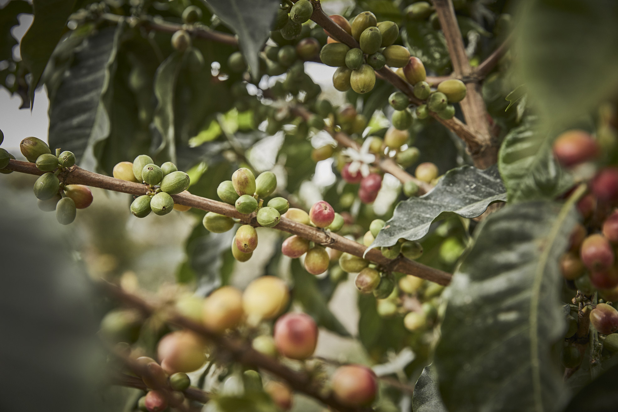 Parks-Coffee_Finca-Genova_175